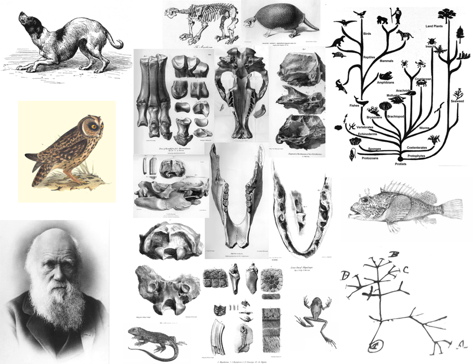 darwin-img